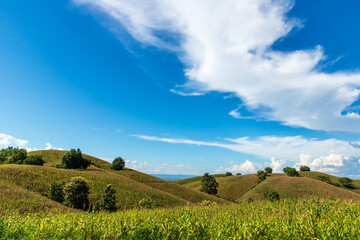 corn field mountain
