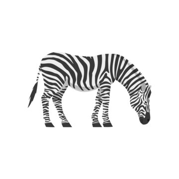 Grazing african zebra with its head tilted, flat vector illustration isolated.