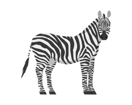 Vector flat illustration of zebra side view isolated on white background. Wild African animal.