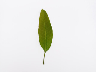Top view landscape, a young mango leaf isolated on white background 