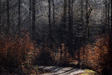 Fototapeta premium Wanderweg im Nationalpark Hunsrück-Hochwald