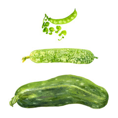 Green vegetables. Set of watercolor cucumber, zucchini and pea. Illustration with isolated objects on white background