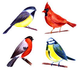 Watercolor bullfinch, titmouse, cardinal and blue tit on branches. Hand painted illustration.