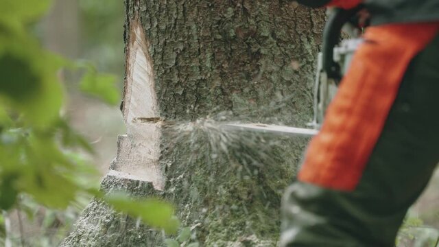 Young woman logger in the forest, specialist female in protective gear cuts a tree with a chainsaw, works on deforestation.