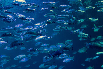 Fototapeta na wymiar Hordes of fish in an aquarium.