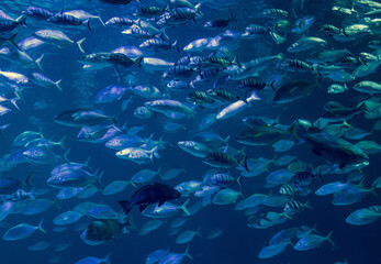 Fototapeta na wymiar Hordes of fish in an aquarium.