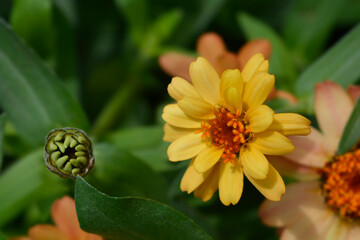 Common zinnia