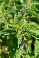 Pineapple sage Ananas