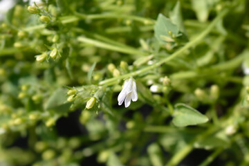 Bellflower Pure White