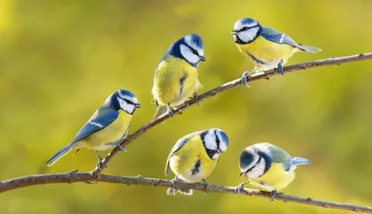 Tuinposter Group of little birds sitting on the branch of tree. The blue tit ( Parus caeruleus ) © Nitr