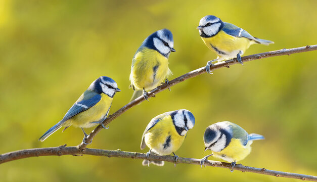 Group of little birds sitting on the branch of tree. The blue tit ( Parus caeruleus )