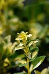 Fototapeta premium Wintercreeper Blondy