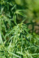 Tarragon leaves