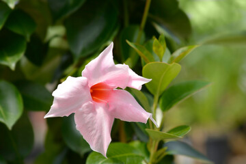 Mandevilla Summerville