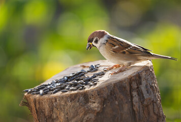  Sparrow sitting on bird feeder