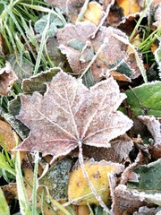 Autumn leaves covered with frost