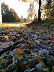 Obraz premium Closeup of leaves covered with morning frost