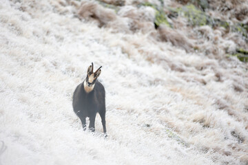 Alpine chamois goat rupicapra rupicapra climbing hillside in natural habitat looking at camera