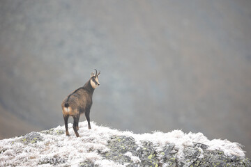 Alpine chamois Rupicapra rupicapra