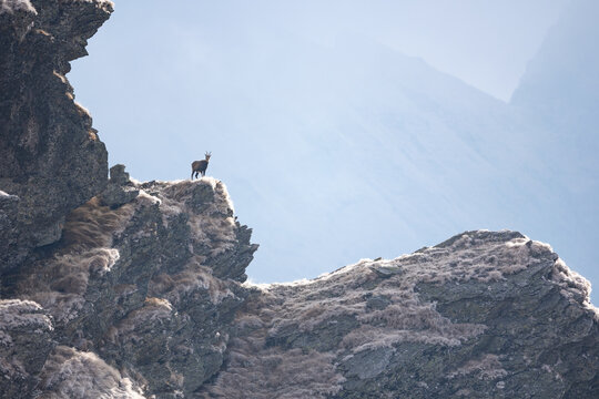 Alpine chamois goat rupicapra rupicapra in natural habitat climbing rocky hillside in cold weather
