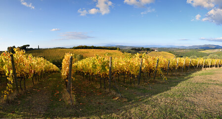 Fototapeta na wymiar The splendid Chianti vineyards in the heart of Chianti Classico, between Florence and Siena turn yellow in autumn season. Panoramic view of beautiful rows of yellow vineyards with blue sky in Italy.