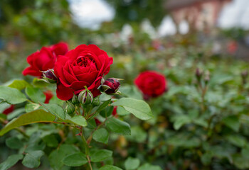 rote Rose