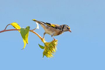 Goldfinch sits on a faded sunflower in front of blue background