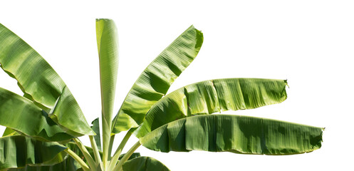 Green leaves banana or palm tree in sunshine isolated with clipping path on white background. Tropical plant foliage with copy space.