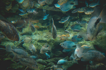 Hordes of fish in an aquarium.