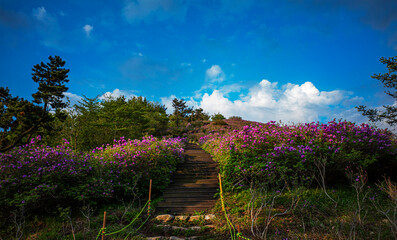 Obraz premium 망운산철죽군락지 