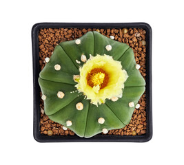 Astrophytum asterias nudum with flower, Star cactus in pot isolated on white background with clipping path