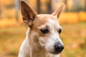 Jack Russell Terrier. A small dog in the park in nature. Pets close-up