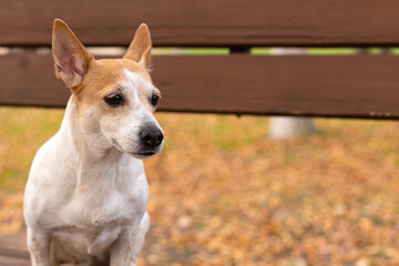 Jack Russell Terrier. A small dog in the park in nature. Pets close-up