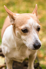 Jack Russell Terrier. A small dog in the park in nature. Pets close-up