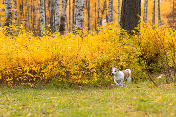 Jack Russell Terrier. A small dog in the park in nature. Pets