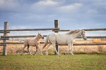 A mare and a foal run in the corral in the rays of the sunset sun - obrazy, fototapety, plakaty
