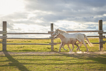 A mare and a foal run in the corral in the rays of the sunset sun