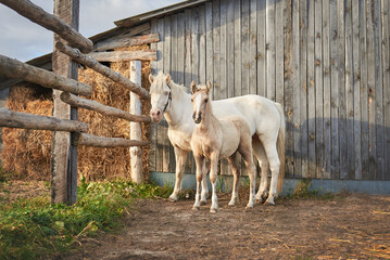 A mare hugs her little baby, love and care among animals