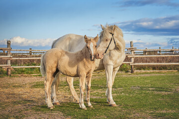 Obraz premium A mare hugs her little baby, love and care among animals