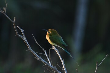 Blue Tailed bee eater. clicked this from Kannur kerala, India in an early morning light