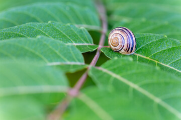 Cepaea nemoralis. Striped snail on tree branch leaf.