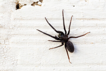 Segrestia florentina. Tube spider on white wall.