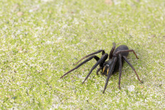 Segrestia florentina. Tube spider on the ground.