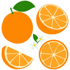 Whole and sliced orange fruit, orange flowers and leaves. Vector illustration
