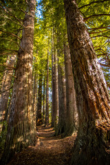 Red wood forest, New Zealand