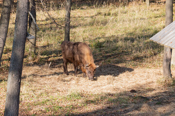 European bison (Bison bonasus), also known as Wisent or the European wood bison grazing in the wood. Prioksko-Terrasny Nature Biosphere Reserve. Russia