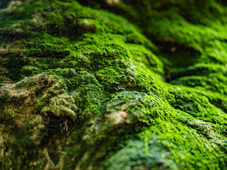 苔むした木の根