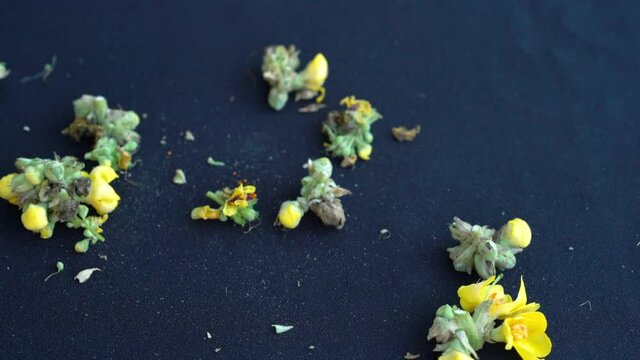 Cutting Great Mullein in small pieces (Verbascum thapsus) - (4K)
