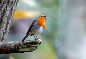 Eurasian robin perching on logs in the wood