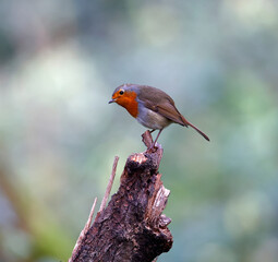 Eurasian robin perching on logs in the wood